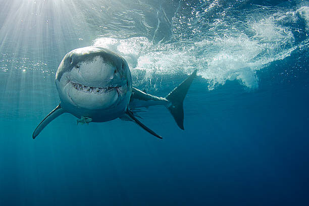 Blue Shark Pictures Blog